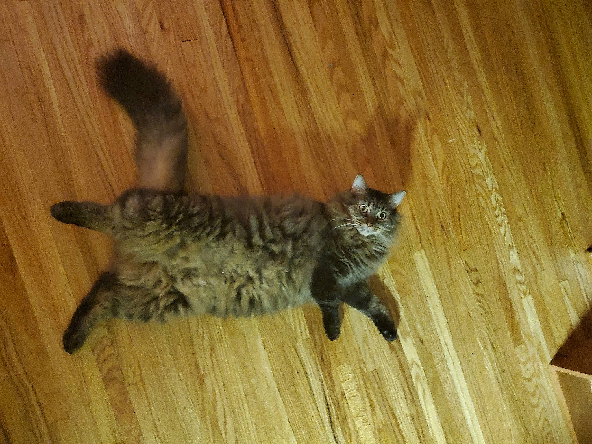 Andy is registered to the contest to win money with this photo: carnivore, cat, cat_toy, domestic_short_haired_cat, fawn, felidae, floor, flooring, fur, hardwood, laminate_flooring, paw, plank, small_to_medium_sized_cats, tail, varnish, whiskers, wood, wood_flooring, wood_stain