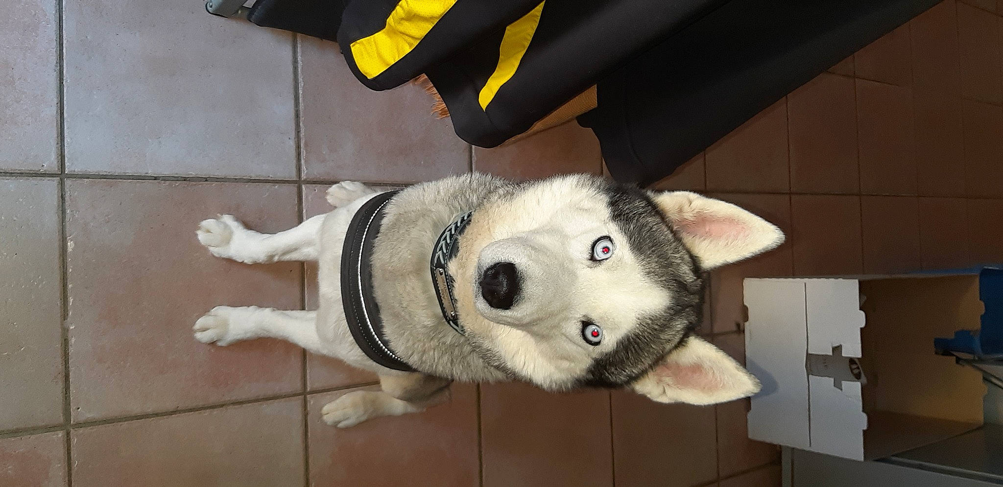 Aka a rejoint le concours — aidez-le/la à gagner de superbes lots ! alaskan_malamute, ancient_dog_breeds, canidae, carnivore, companion_dog, dog, dog_breed, labrador_husky, mammal, rare_breed_dog, sakhalin_husky, siberian_husky, sled_dog, snout, sporting_group