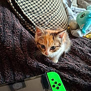 Nougatine participe au concours pour gagner de l'argent avec cette photo : kitten, cat, calico, pet, cute, young_animal, blanket, plush_toy, gaming_console, couch, pillow, indoor, cozy, close_up, curious, furniture, soft_lighting, small_animal, domestic_animal, resting