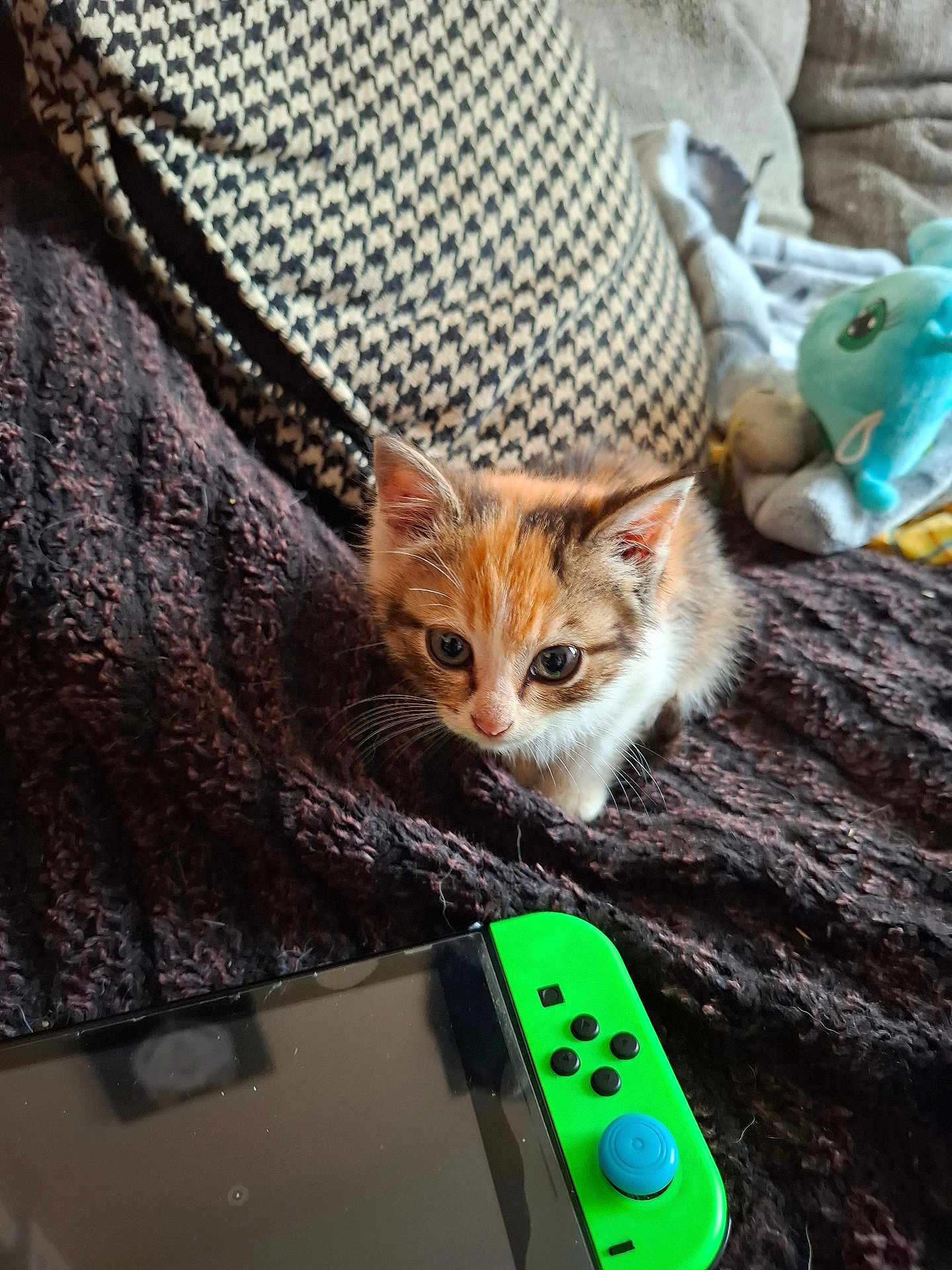 Nougatine participe au concours pour gagner de l'argent avec cette photo : kitten, cat, calico, pet, cute, young_animal, blanket, plush_toy, gaming_console, couch, pillow, indoor, cozy, close_up, curious, furniture, soft_lighting, small_animal, domestic_animal, resting