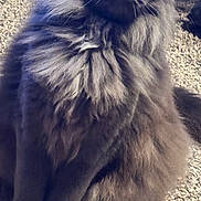 Mamas is registered to the contest to win money with this photo: animal, carpet, cat, closeup, curious, cute, domestic, eyes, feline, fluffy, fur, gray, indoor, mammal, pet, portrait, relaxed, sitting, soft, whiskers
