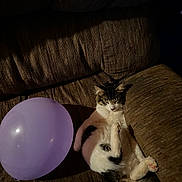 Hades is registered to the contest to win money with this photo: cat, balloon, couch, brown, relaxed, sleepy, pet, indoor, feline, cozy, fur, whiskers, paw, tail, home, leisure, animal, soft, domestic, resting