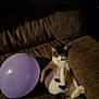 cat, balloon, couch, brown, relaxed, sleepy, pet, indoor, feline, cozy, fur, whiskers, paw, tail, home, leisure, animal, soft, domestic, resting