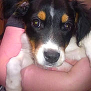 Muad'Dib is registered to the contest to win money with this photo: puppy, dog, close_up, pet, animal, cute, black_and_white, brown_markings, person, arms, holding, indoor, face, fur, whiskers, nuzzle, affection, companion, young, cuddle