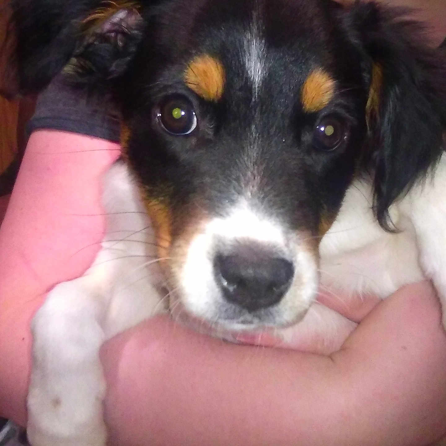 Muad'Dib is registered to the contest to win money with this photo: affection, animal, arms, black_and_white, brown_markings, close_up, companion, cuddle, cute, dog, face, fur, holding, indoor, nuzzle, person, pet, puppy, whiskers, young