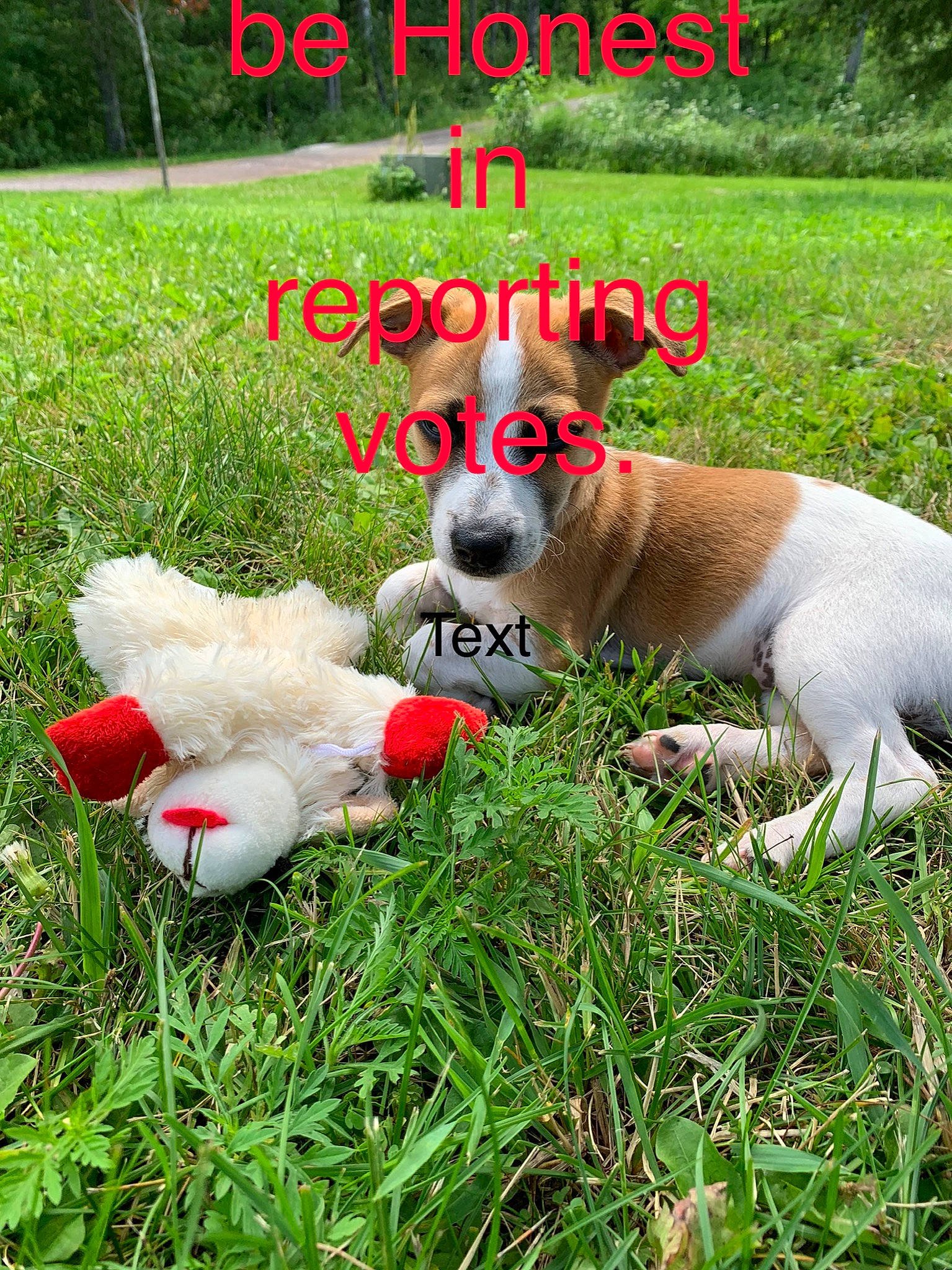 Cassie And Bandit joined the competition — help win amazing prizes! carnivore, companion_dog, dog, dog_breed, fawn, grass, grass_family, grassland, happy, lawn, lawn_ornament, meadow, pasture, people_in_nature, plant, sporting_group, stuffed_toy, tail, toy, working_animal