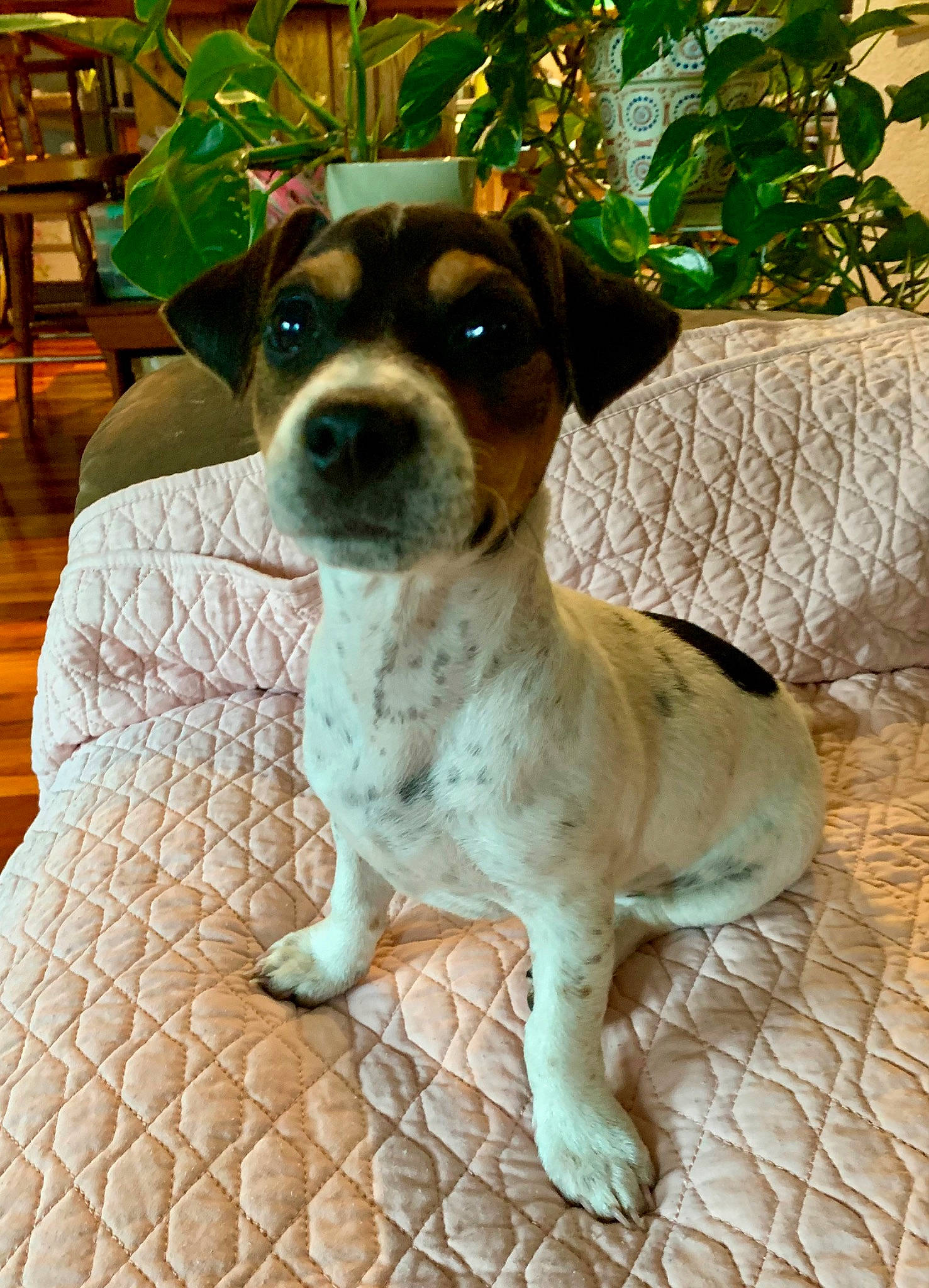 Cassie And Bandit is registered to the contest to win money with this photo: ancient_dog_breeds, canidae, carnivore, chair, collar, companion_dog, dog, dog_breed, fawn, non_sporting_group, plant, puppy, snout, sporting_group, terrestrial_animal, terrier, whiskers, working_animal, working_dog