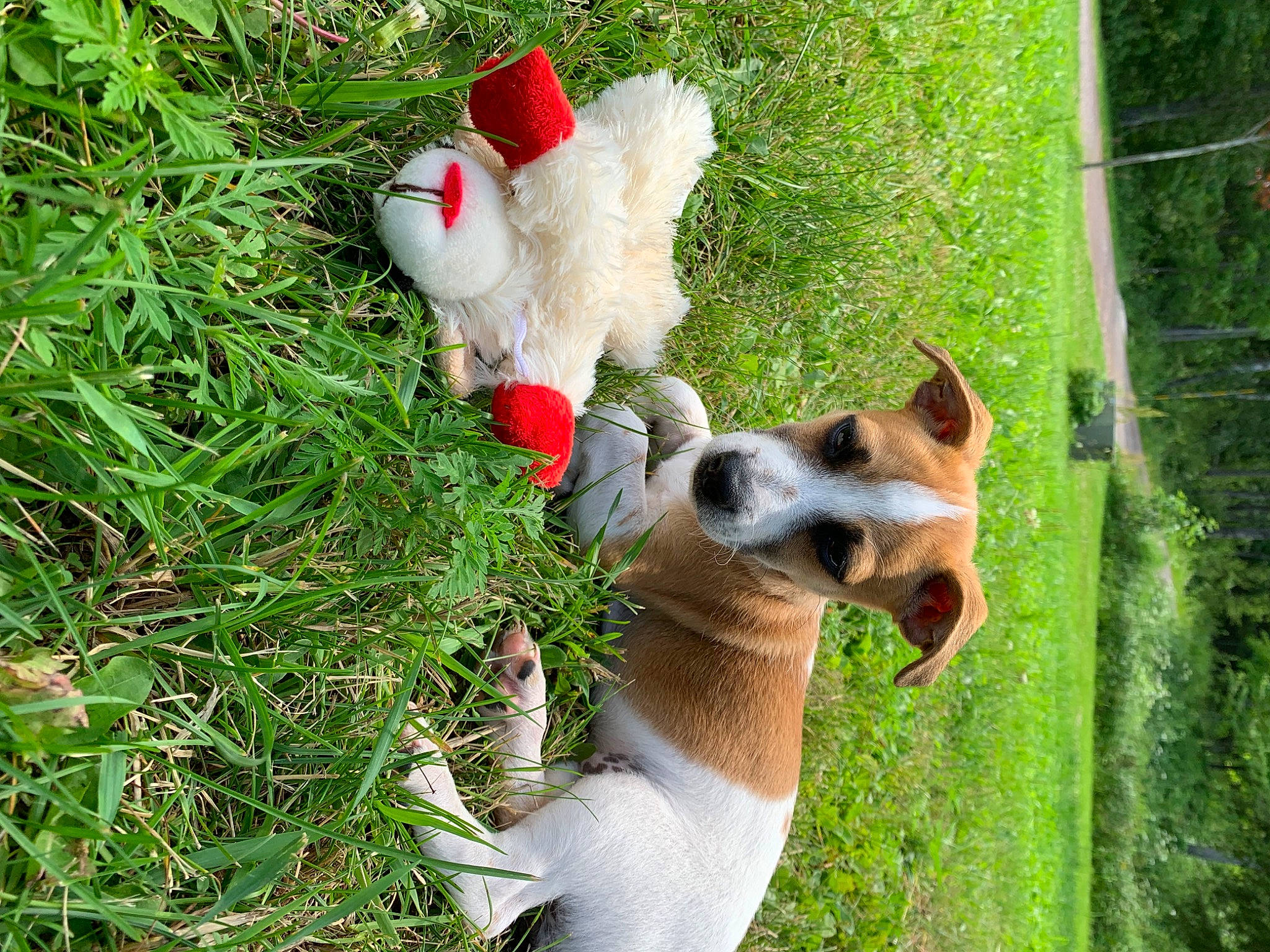 Cassie And Bandit is registered to the contest to win money with this photo: canidae, carnivore, companion_dog, dog, dog_breed, dog_supply, fawn, grass, green, non_sporting_group, plant, sporting_group, tail, terrier, toy, toy_dog, tree, working_animal