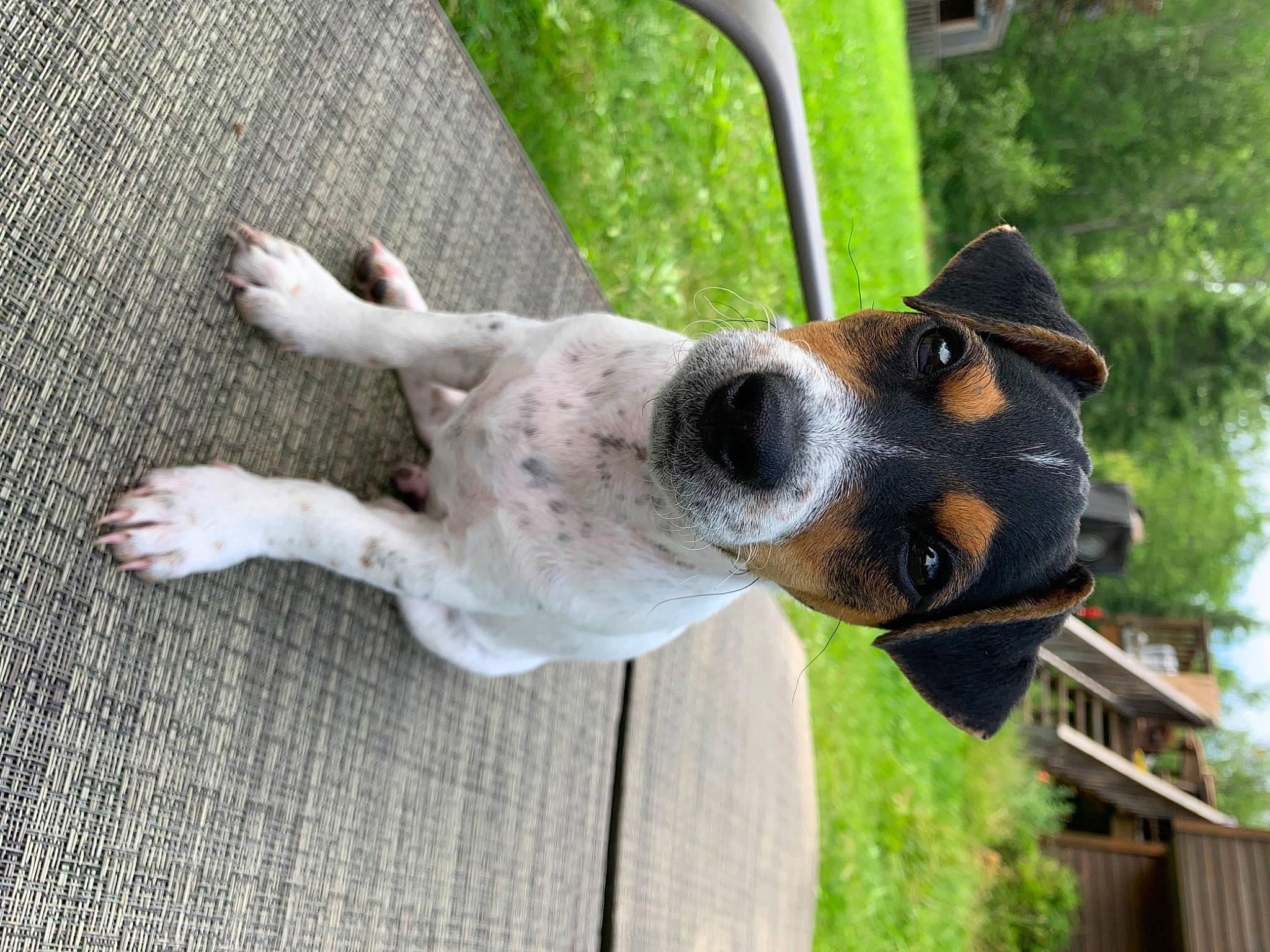 Cassie And Bandit joined the competition — help win amazing prizes! basset_hound, canidae, carnivore, collar, companion_dog, dog, dog_breed, dog_collar, dog_supply, fawn, grass, leash, plant, snout, sporting_group, tail, tree, whiskers, working_animal, working_dog