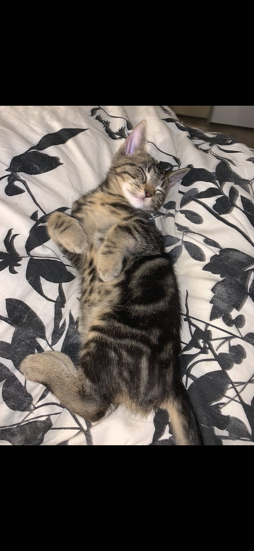 Reese a rejoint le concours — aidez-le/la à gagner de superbes lots ! american_shorthair, asian, bengal, california_spangled, carnivore, cat, domestic_short_haired_cat, dragon_li, egyptian_mau, european_shorthair, felidae, fur, kitten, mammal, ocicat, small_to_medium_sized_cats, sokoke, tabby_cat, vertebrate, whiskers