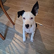 Falco a rejoint le concours — aidez-le/la à gagner de superbes lots ! dog, puppy, black_and_white, sitting, floor, wooden_floor, ear_up, ear_down, indoor, pet, canine, young_dog, looking_up, animal, cute, small_dog, domestic_animal, fur, whiskers, attention
