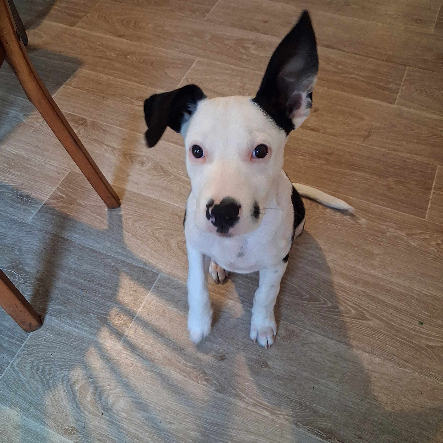 Falco a rejoint le concours — aidez-le/la à gagner de superbes lots ! animal, attention, black_and_white, canine, cute, dog, domestic_animal, ear_down, ear_up, floor, fur, indoor, looking_up, pet, puppy, sitting, small_dog, whiskers, wooden_floor, young_dog