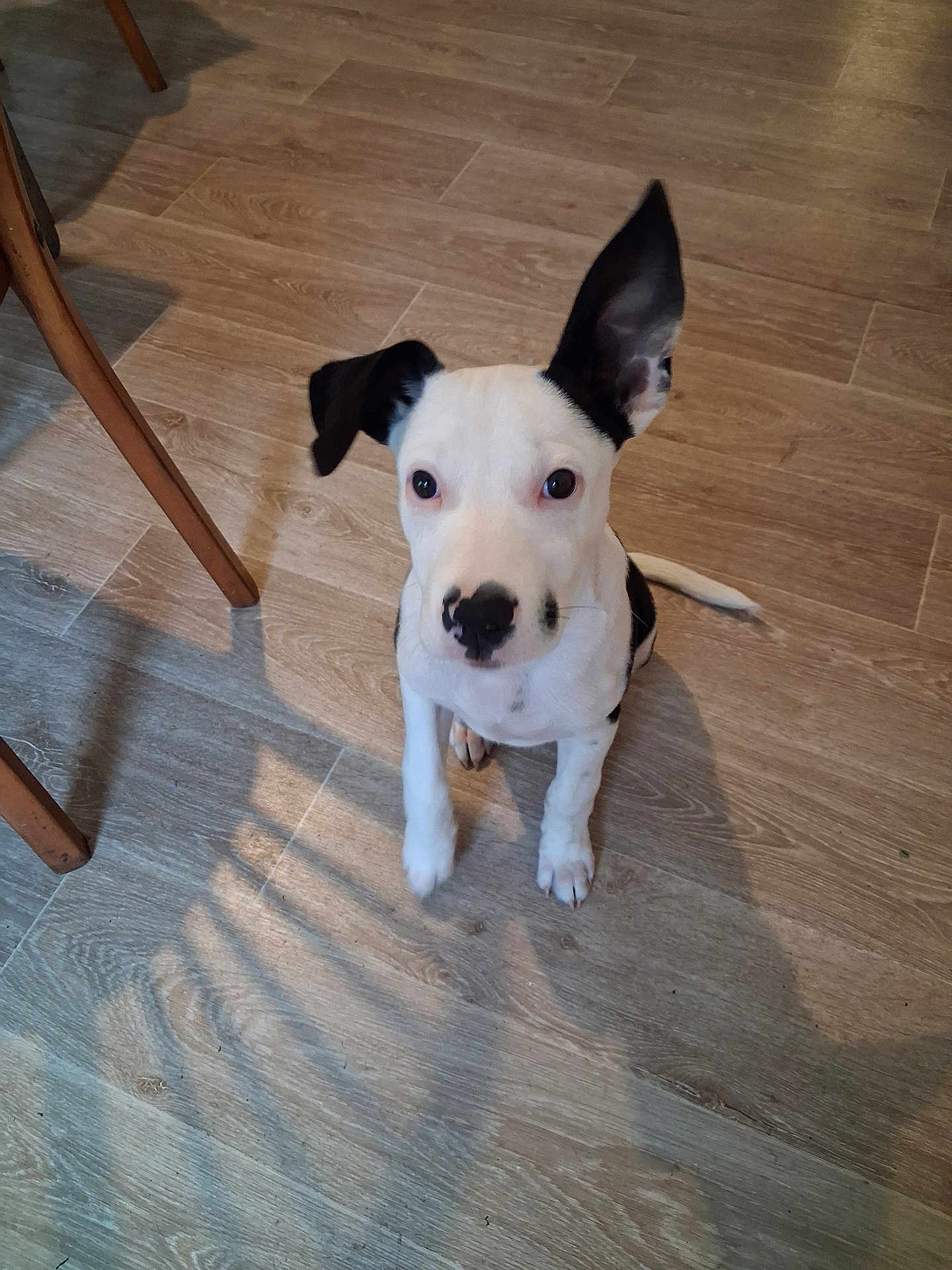 Falco a rejoint le concours — aidez-le/la à gagner de superbes lots ! dog, puppy, black_and_white, sitting, floor, wooden_floor, ear_up, ear_down, indoor, pet, canine, young_dog, looking_up, animal, cute, small_dog, domestic_animal, fur, whiskers, attention