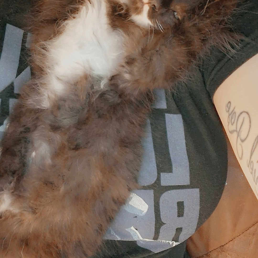 Wolf is registered to the contest to win money with this photo: kitten, cat, person, black_and_white, fluffy, cute, pet, indoor, casual_clothing, tattoo, cuddle, relaxing, close_up, paw, whiskers, face, comfort, nuzzle, home, resting