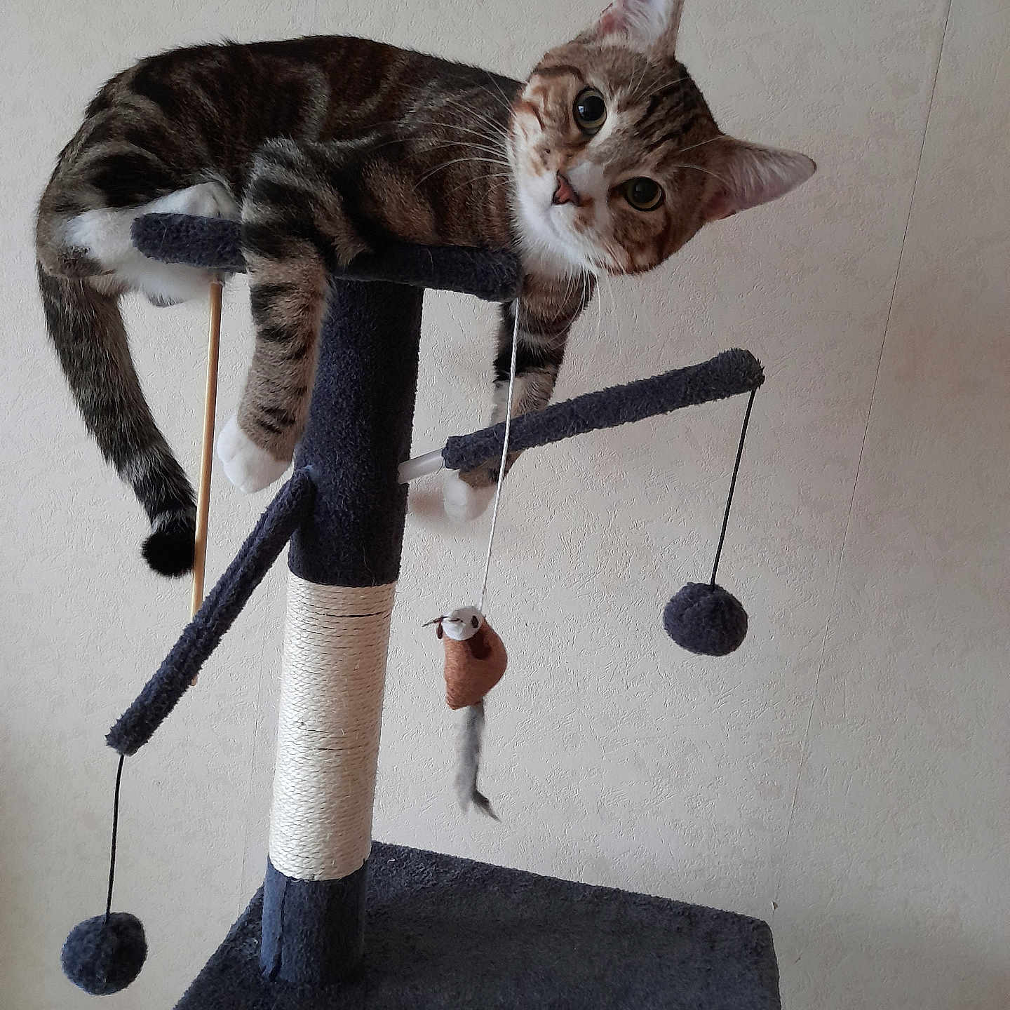 Ryo a rejoint le concours — aidez-le/la à gagner de superbes lots ! cat, tabby_cat, cat_tree, indoor, pet, toy, dangling_toys, ball_of_yarn, curious, feline, playful, perched, upside_down, scratching_post, white_paws, striped_fur, wall, texture, close_up, domestic_animal