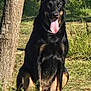 animal, appenzeller, bodypart, canine, dog, germanshepherd, grass, hound, husky, labradorretriever, mouth, person, pet, plant, policedog, puppy, tongue, tree, vegetation