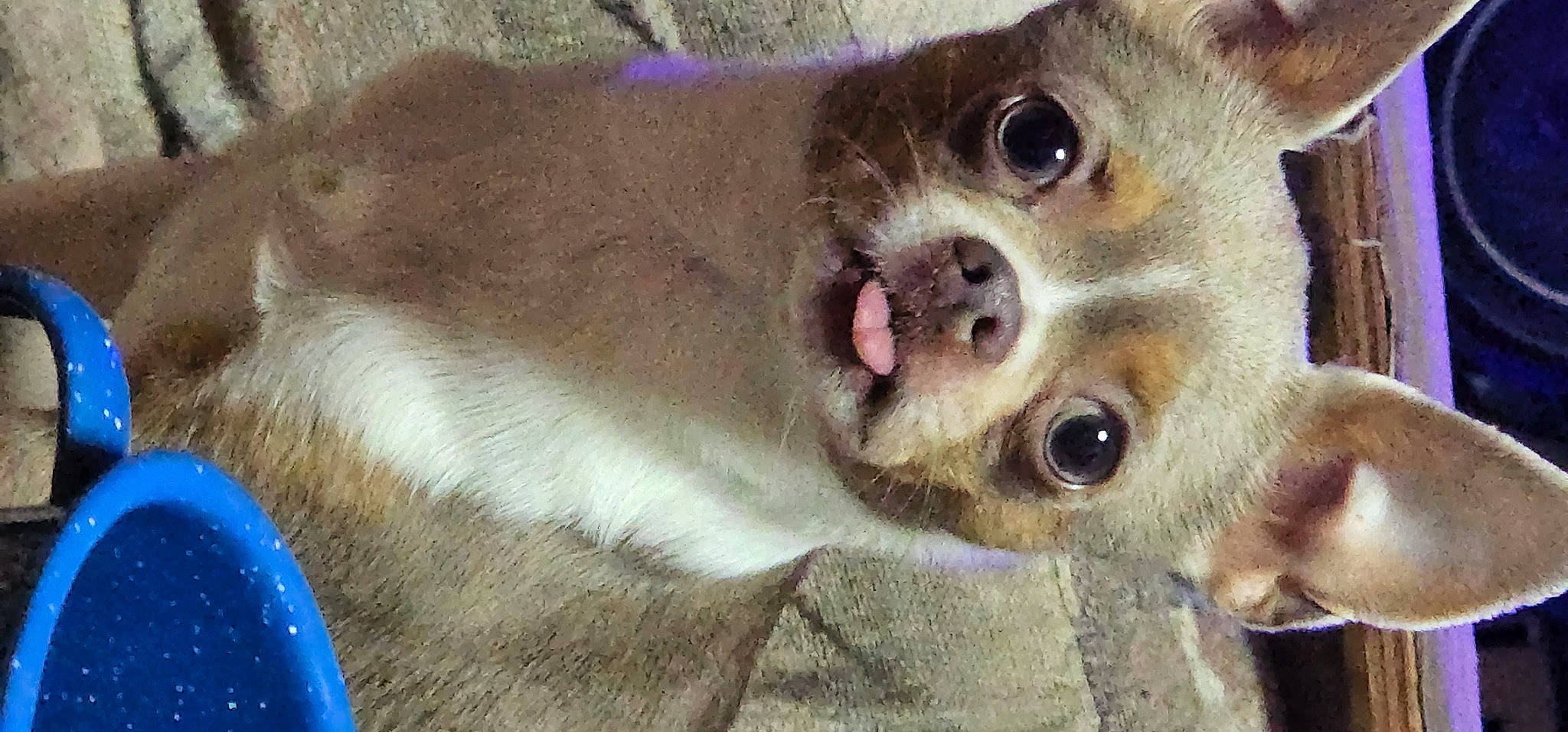 Yoda is registered to the contest to win money with this photo: canidae, carnivore, companion_dog, curious, dog, dog_breed, eyelash, fawn, fur, iris, marsupial, paw, snout, terrestrial_animal, whiskers, wildlife, working_animal