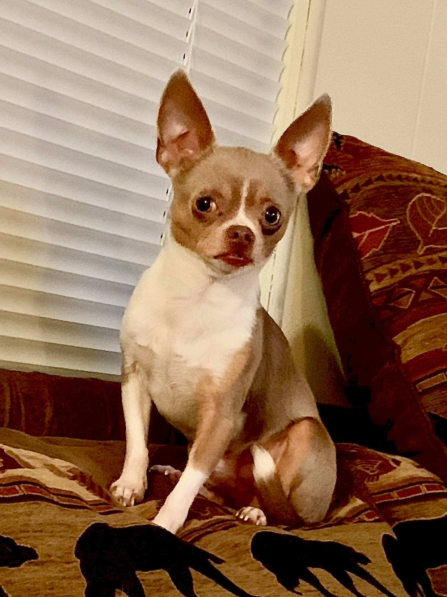 Yoda is registered to the contest to win money with this photo: brown, canidae, carnivore, chihuahua, comfort, companion_dog, dog, dog_breed, ear, eye, fawn, non_sporting_group, snout, sporting_group, terrestrial_animal, toy_dog, whiskers, window_blind, working_animal