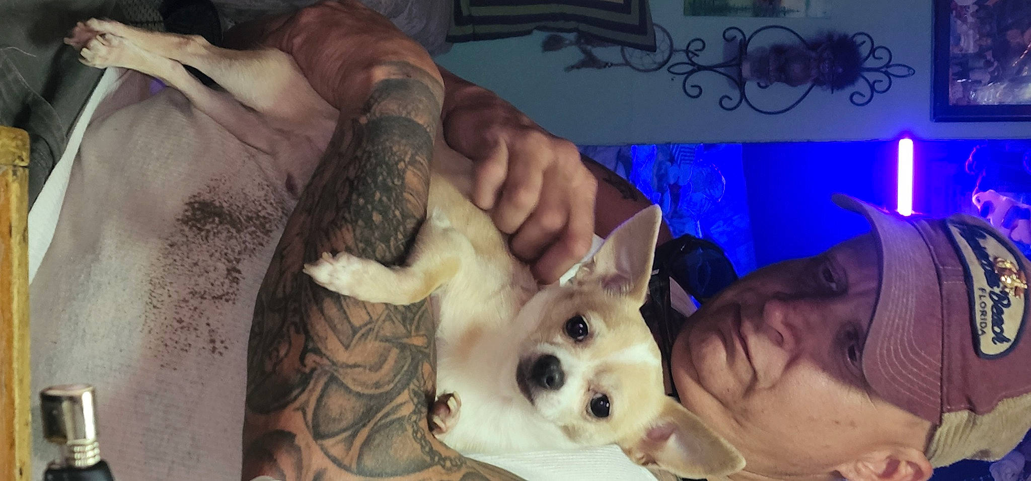 Lil Man joined the competition — help win amazing prizes! carnivore, comfort, companion_dog, dog, dog_breed, ear, elbow, fawn, fur, gesture, happy, jaw, mouth, nose, organ, skin, smile, snout, whiskers, wrist