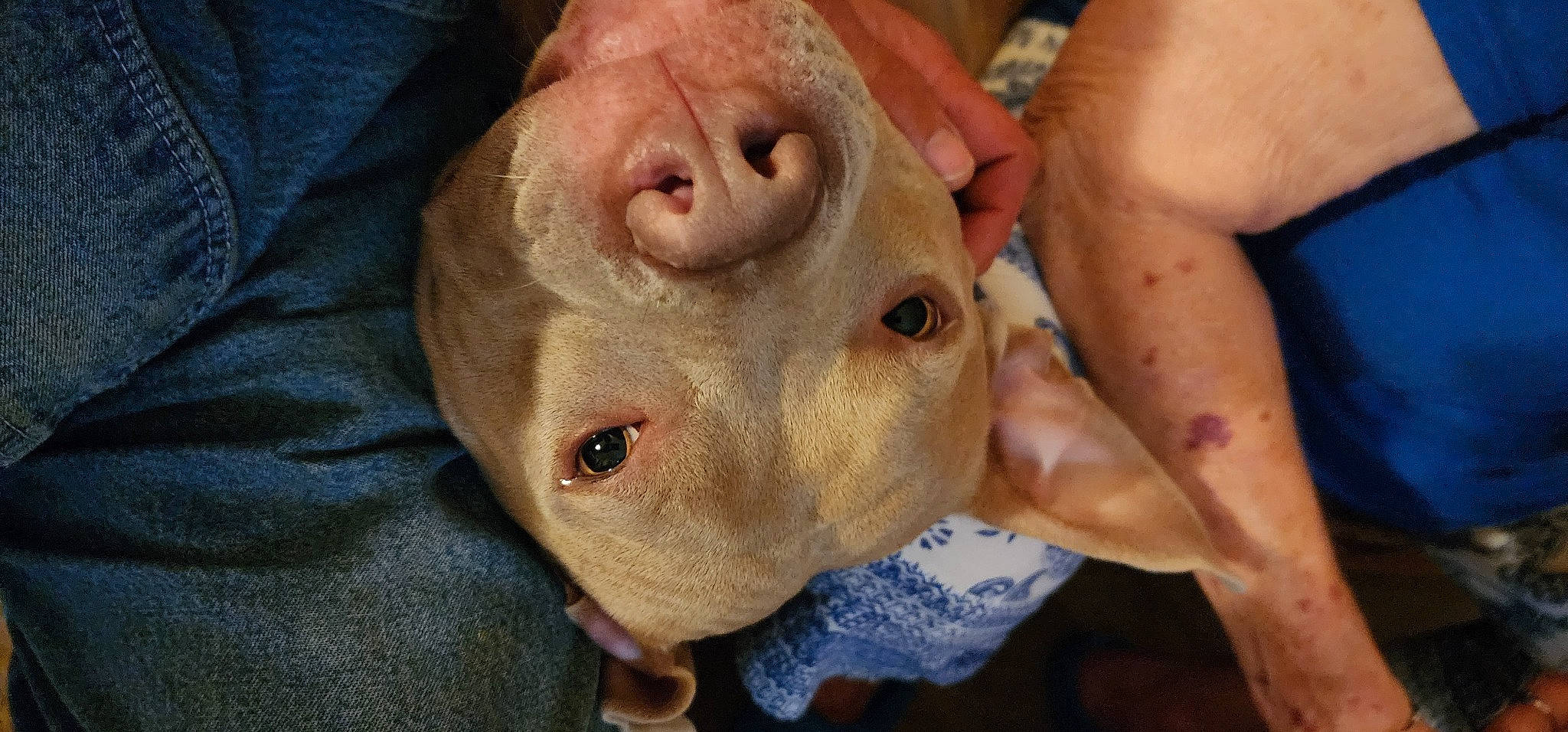 Gus Gus joined the competition — help win amazing prizes! canidae, dog_breed, domestic_pig, eye, fawn, flesh, jaw, livestock, non_sporting_group, scar, snout, sporting_group, suidae, terrestrial_animal, throat, whiskers, wrinkle