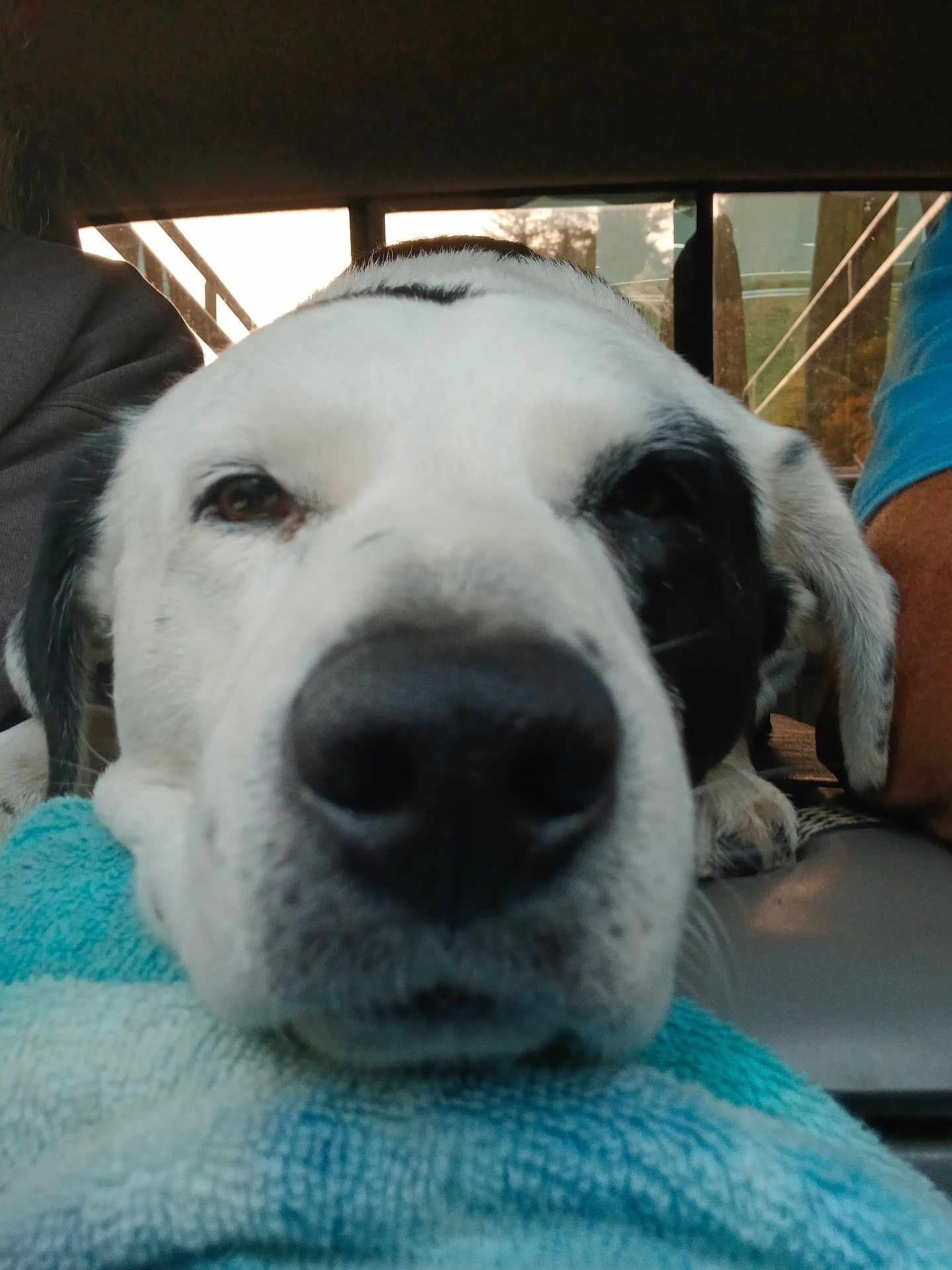 Panda is registered to the contest to win money with this photo: dog, close_up, resting, towel, indoor, vehicle, black_and_white, pet, muzzle, face, ears, fur, animal, domestic_animal, companion, relaxed, portrait, snout, friendly, calm