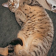 Sky is registered to the contest to win money with this photo: cat, tabby_cat, feline, pet, animal, striped_fur, brown_fur, lying_down, back, paws, whiskers, ears, green_eyes, relaxed, playful, indoor, floor, mat, wood_floor, fabric