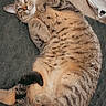 cat, tabby_cat, feline, pet, animal, striped_fur, brown_fur, lying_down, back, paws, whiskers, ears, green_eyes, relaxed, playful, indoor, floor, mat, wood_floor, fabric