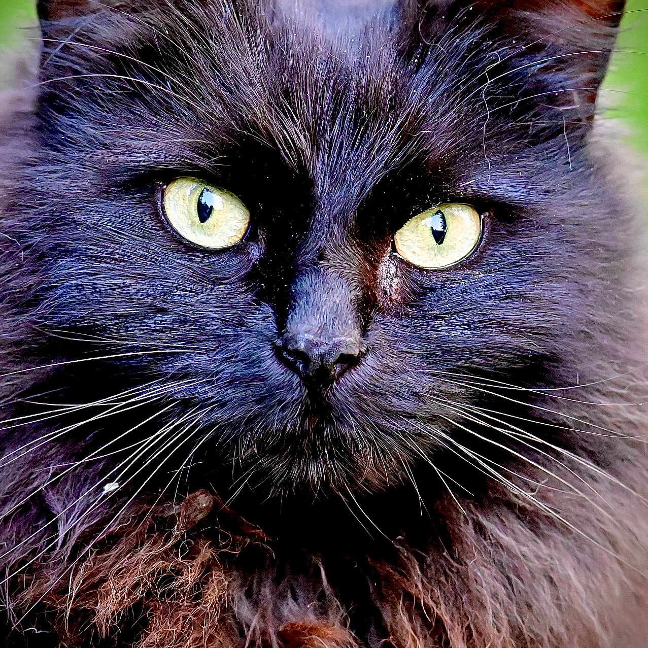 Minette a rejoint le concours — aidez-le/la à gagner de superbes lots ! animal, black_cat, cat, close_up, cute, domestic_animal, ears, feline, fluffy, fur, green_background, intense_gaze, mammal, nature, outdoor, pet, portrait, whiskers, wild_looking, yellow_eyes