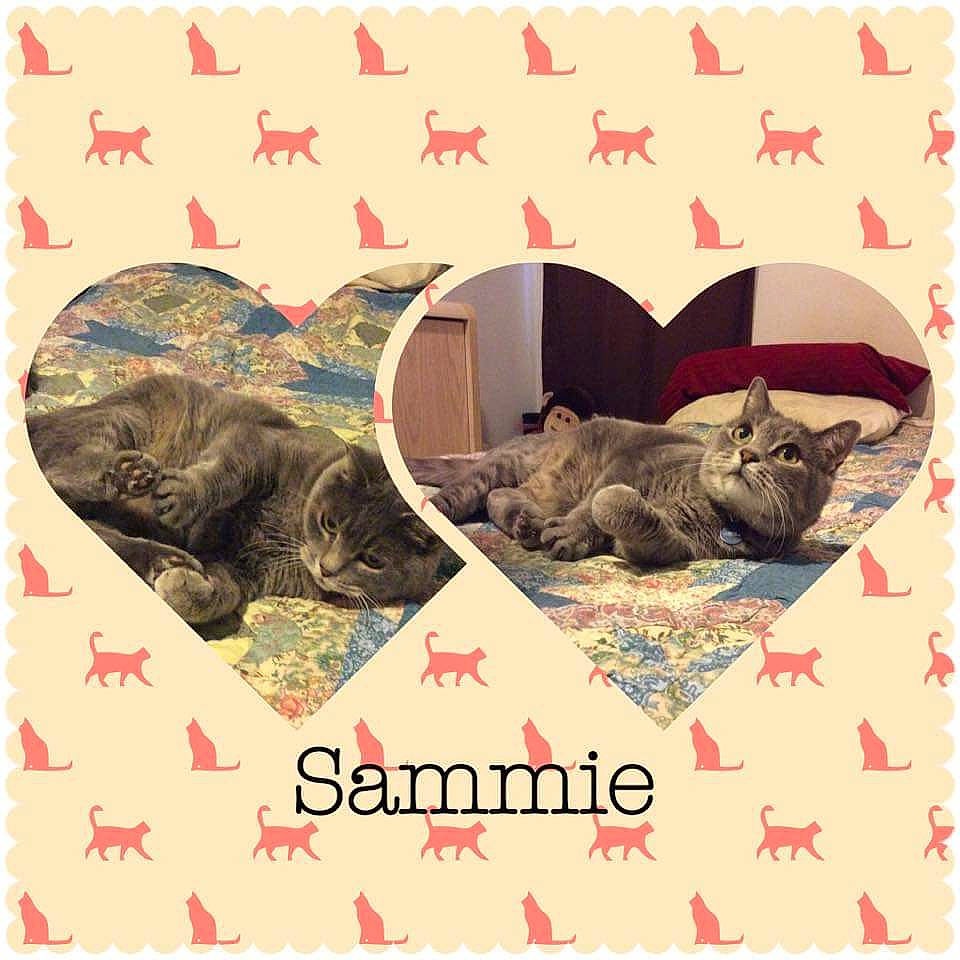 Sammie is registered to the contest to win money with this photo: cairn_terrier, carnivore, cat, design, felidae, kitten, pattern, small_to_medium_sized_cats