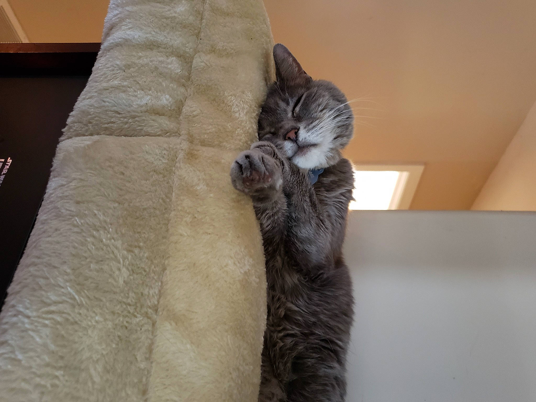 Sammie is registered to the contest to win money with this photo: asian, carnivore, cat, claw, domestic_short_haired_cat, dragon_li, ear, european_shorthair, felidae, fur, kitten, norwegian_forest_cat, paw, polydactyl_cat, russian_blue, small_to_medium_sized_cats, tabby_cat, tail, whiskers