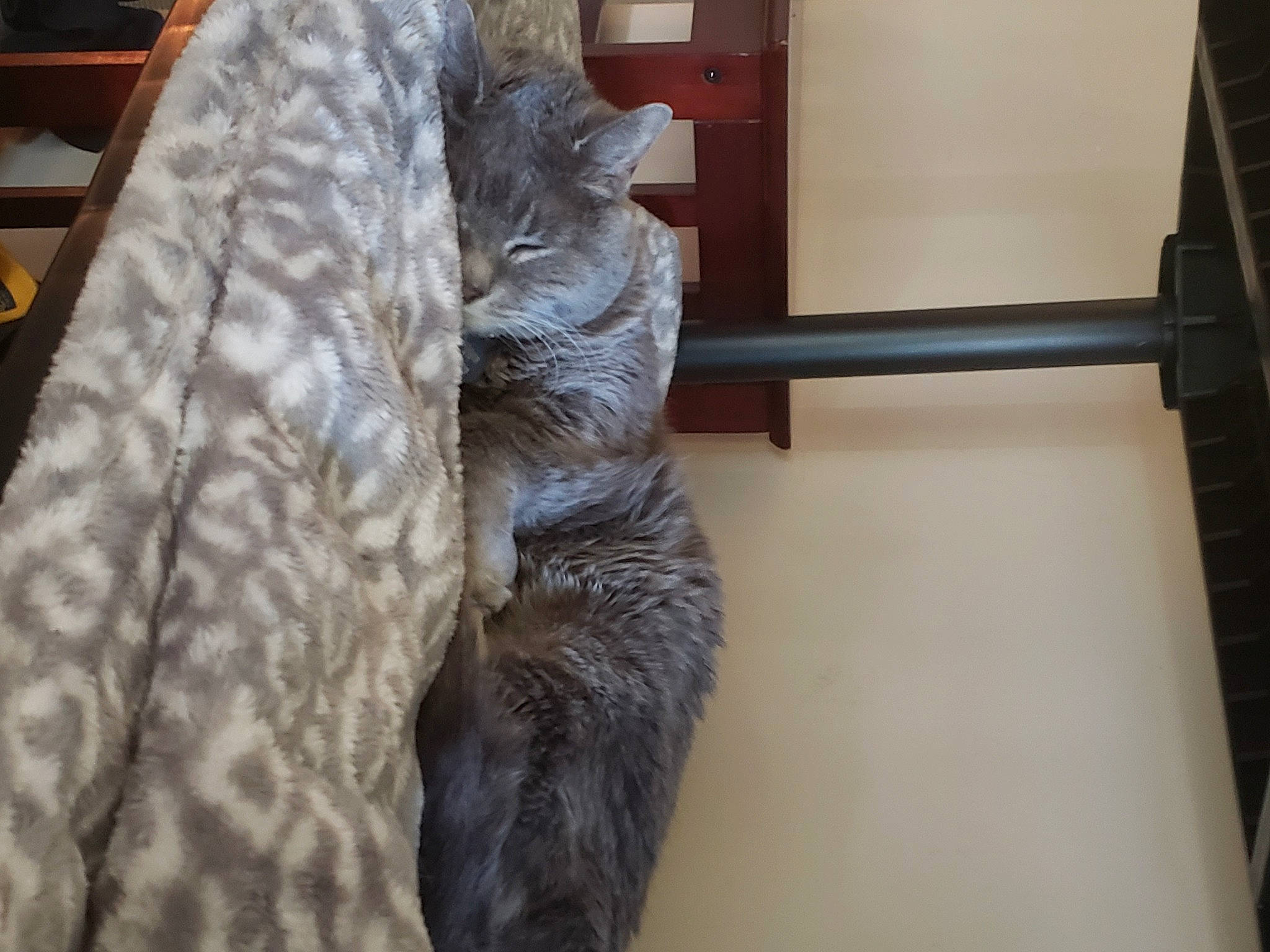 Sammie joined the competition — help win amazing prizes! cat, felidae, fur, fur_clothing, outerwear, small_to_medium_sized_cats, tail, textile