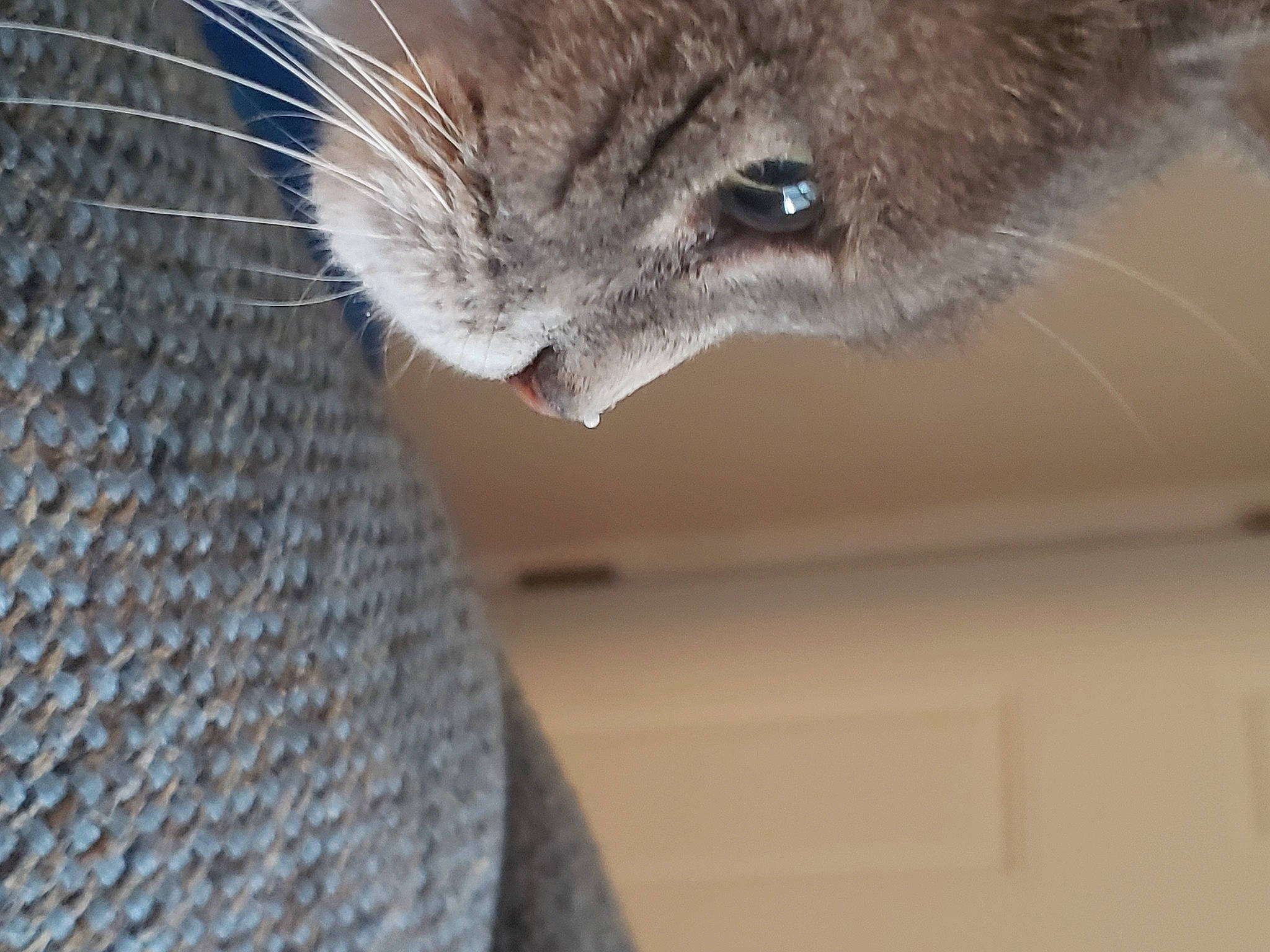 Sammie is registered to the contest to win money with this photo: carnivore, cat, close_up, domestic_short_haired_cat, european_shorthair, fawn, felidae, fur, mammal, russian_blue, small_to_medium_sized_cats, snout, whiskers