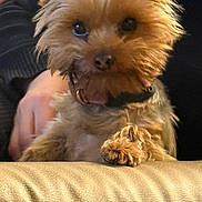 Astro joined the competition — help win amazing prizes! dog, pet, small_dog, fur, paw, leather, hand, human, curious, cute, animal, indoor, couch, scruffy, warm_lighting, close_up, portrait, furry, companion, friendly