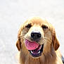 Nick is registered to the contest to win money with this photo: golden_retriever, dog, pet, animal, tennis_ball, mouth, happy, outdoor, playing, closeup, canine, fur, tongue, smile, daylight, nature, friendly, cute, companion, fun