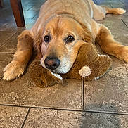 Nick is registered to the contest to win money with this photo: dog, golden_retriever, lying_down, plush_toy, floor, tile_floor, indoor, pet, animal, cute, resting, brown, fur, mammal, domestic_animal, companion, laying, snout, ears, paws