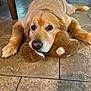 dog, golden_retriever, lying_down, plush_toy, floor, tile_floor, indoor, pet, animal, cute, resting, brown, fur, mammal, domestic_animal, companion, laying, snout, ears, paws
