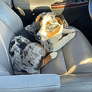 River is registered to the contest to win money with this photo: puppy, dog, blue_eyes, curled_up, sitting, car, passenger_seat, leather_seat, vehicle_interior, sunlight, sunbeam, pet, canine, black_white_fur, brown_markings, floppy_ears, closeup, adorable, relaxed, photography