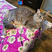 Ozzy is registered to the contest to win money with this photo: cat, gray_cat, tabby_cat, pet, indoor, bed, blanket, floral_pattern, pink_blanket, wood_floor, furniture, curious_eyes, relaxed, lying_down, cozy, domestic_animal, whiskers, ears, tail, paw
