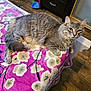 cat, gray_cat, tabby_cat, pet, indoor, bed, blanket, floral_pattern, pink_blanket, wood_floor, furniture, curious_eyes, relaxed, lying_down, cozy, domestic_animal, whiskers, ears, tail, paw