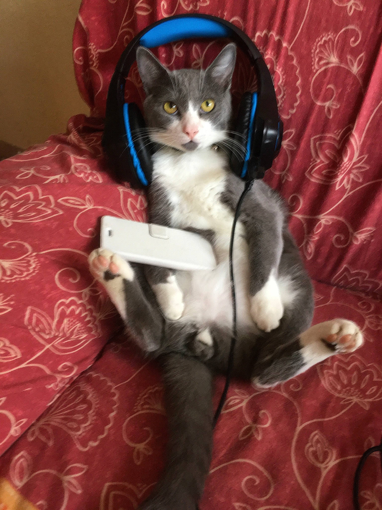 Dartagnan participe au concours pour gagner de l'argent avec cette photo : american_wirehair, asian, carnivore, cat, domestic_short_haired_cat, felidae, fur, kitten, sitting, small_to_medium_sized_cats, tail, whiskers