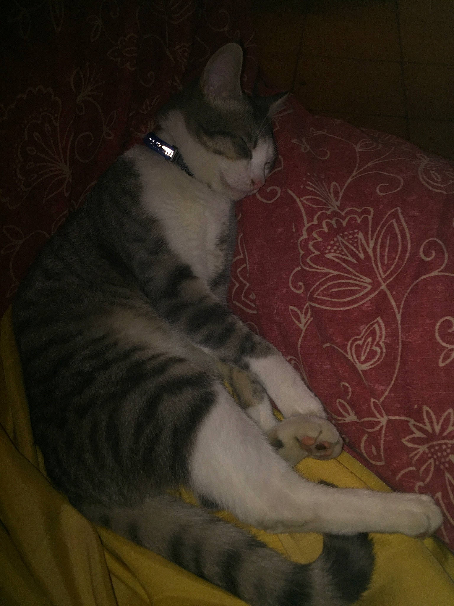 Meliodas participe au concours pour gagner de l'argent avec cette photo : aegean_cat, american_wirehair, asian, carnivore, cat, domestic_short_haired_cat, european_shorthair, felidae, leg, mammal, paw, polydactyl_cat, small_to_medium_sized_cats, tail, whiskers