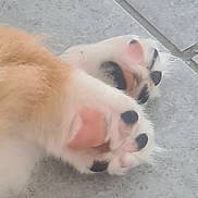 Atoll participe au concours pour gagner de l'argent avec cette photo : cat, paw, paw_pads, close_up, fur, animal, pet, soft, pink, black, tile_floor, domestic_cat, whiskers, claws, cute, resting, feline, mammal, texture, macro