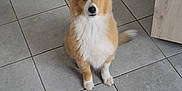 Atoll a rejoint le concours — aidez-le/la à gagner de superbes lots ! dog, puppy, indoor, tile_floor, brown_and_white_fur, sitting, curious, pet, canine, furry, domestic_animal, looking_at_camera, young_dog, ears_up, tail, floor_tiles, wooden_cabinet, home, animal, companion