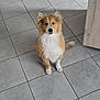 dog, puppy, indoor, tile_floor, brown_and_white_fur, sitting, curious, pet, canine, furry, domestic_animal, looking_at_camera, young_dog, ears_up, tail, floor_tiles, wooden_cabinet, home, animal, companion