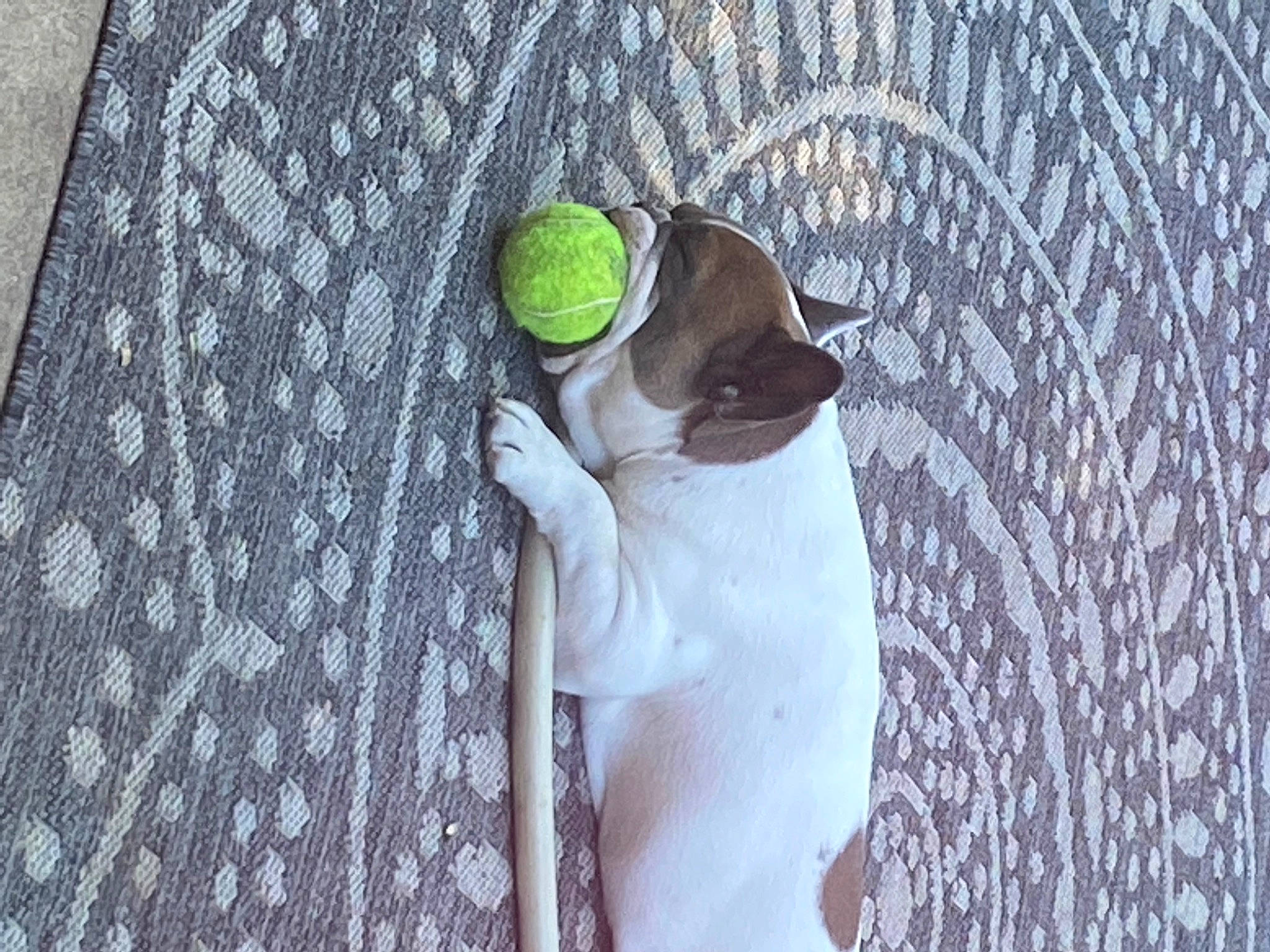 Hotdog joined the competition — help win amazing prizes! canidae, carnivore, companion_dog, dog, dog_breed, eyewear, fawn, glasses, grass, grey, linens, pattern, pug, sporting_group, stuffed_toy, sunglasses, tail, toy_dog, wood, working_animal