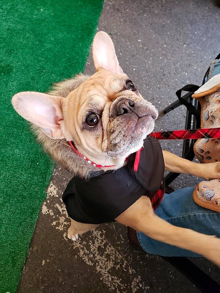 Jezebel joined the competition — help win amazing prizes! bulldog, canidae, carnivore, collar, companion_dog, dog, dog_breed, dog_collar, dog_supply, fawn, french_bulldog, hat, leash, non_sporting_group, pet_supply, skin, snout, toy_dog, vertebrate, working_animal