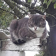 Ninnin participe au concours pour gagner de l'argent avec cette photo : american_shorthair, cat, cat_like_mammal, domestic_short_haired_cat, european_shorthair, fauna, small_to_medium_sized_cats, snout, tabby_cat, tree, whiskers