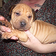 Osmo participe au concours pour gagner de l'argent avec cette photo :