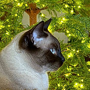 Bingus is registered to the contest to win money with this photo: cat, siamese_cat, animal, pet, indoor, side_profile, greenery, lights, decor, holiday, cozy, feline, fur, whiskers, ears, muzzle, close_up, tree, couch, blanket