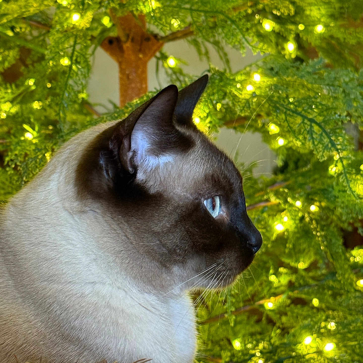 Bingus is registered to the contest to win money with this photo: cat, siamese_cat, animal, pet, indoor, side_profile, greenery, lights, decor, holiday, cozy, feline, fur, whiskers, ears, muzzle, close_up, tree, couch, blanket